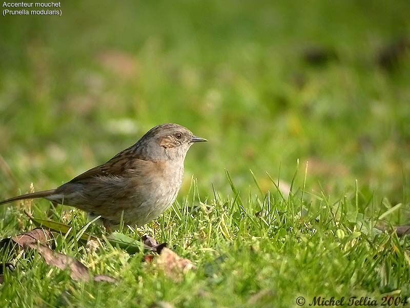 Dunnock