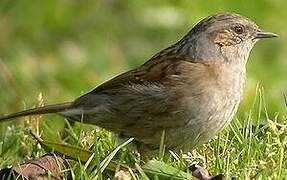 Dunnock