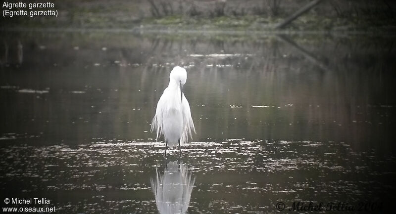 Little Egret