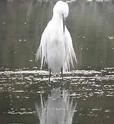 Little Egret