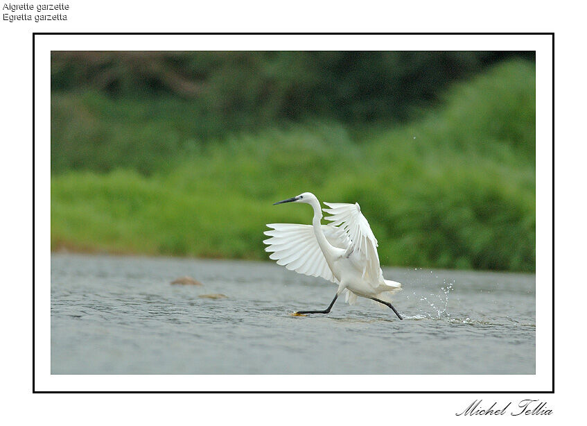 Aigrette garzette