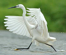 Aigrette garzette