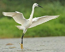 Aigrette garzette