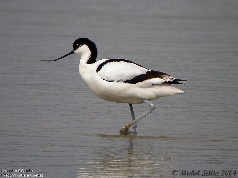 Avocette élégante