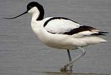 Avocette élégante