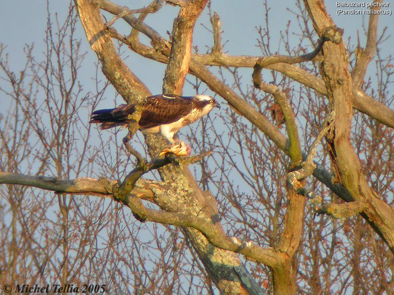 Balbuzard pêcheur