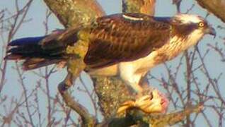 Western Osprey