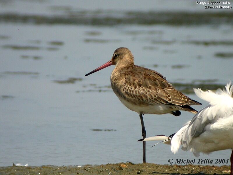 Black-tailed Godwit