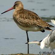 Black-tailed Godwit