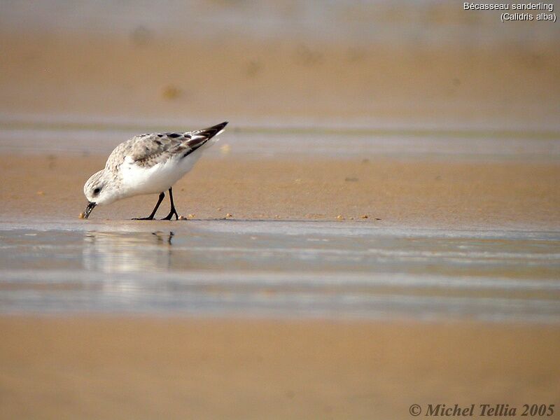 Bécasseau sanderling