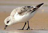 Bécasseau sanderling