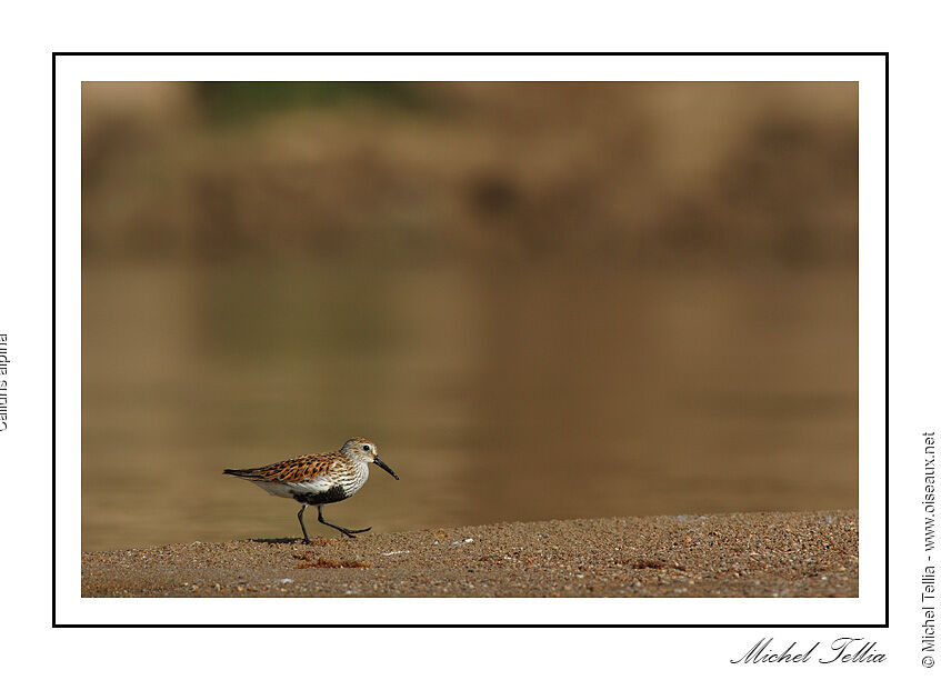 Dunlin