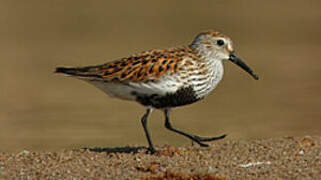 Dunlin