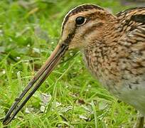 Common Snipe