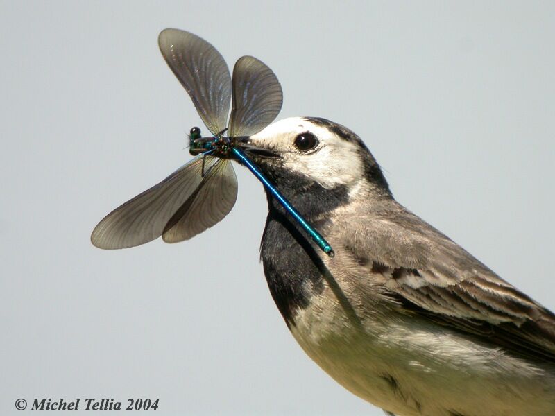 White Wagtail