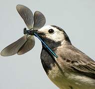 White Wagtail