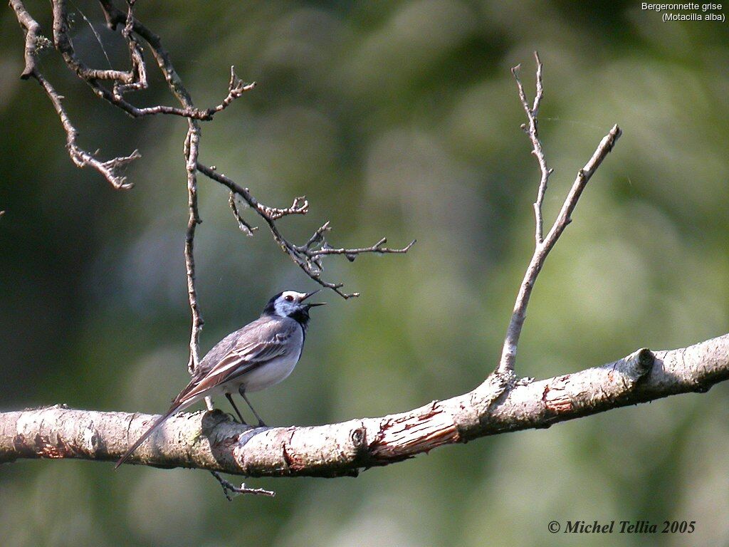 White Wagtail