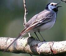 White Wagtail