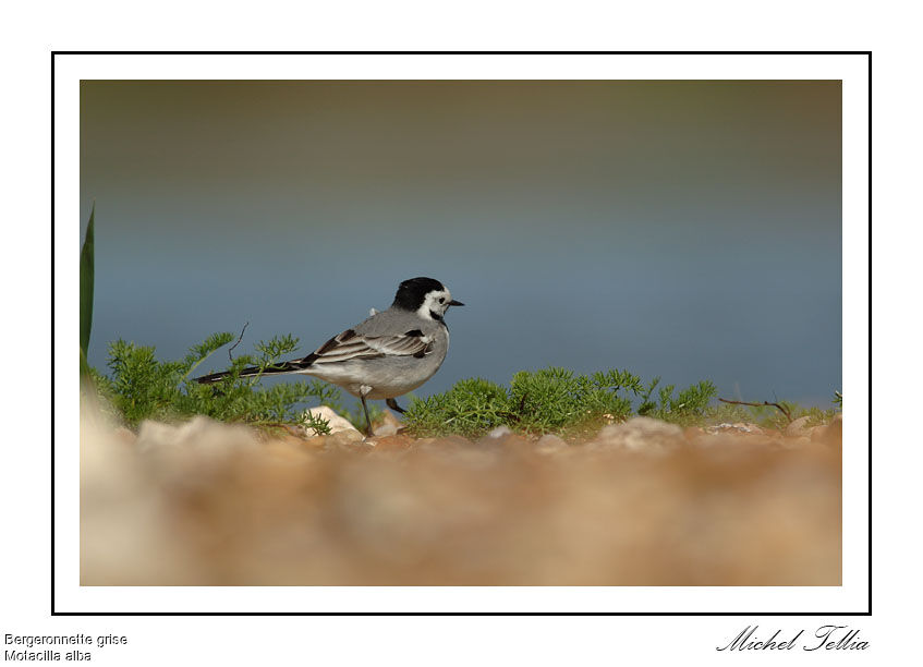 White Wagtail