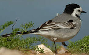 White Wagtail