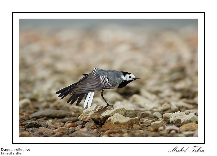 White Wagtail