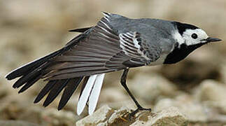 White Wagtail