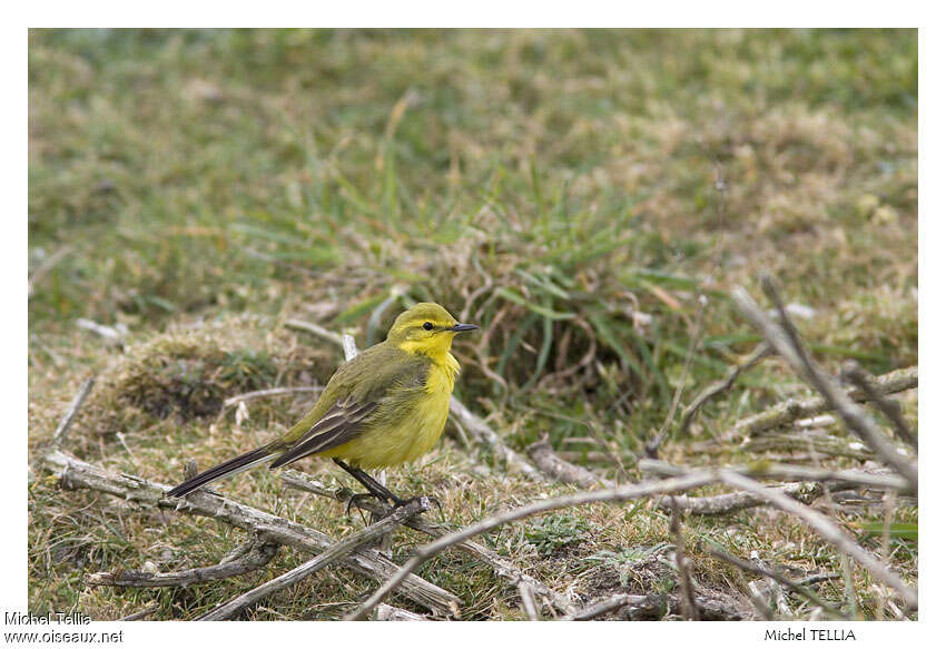 Western Yellow Wagtail male adult, identification