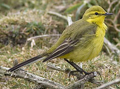 Western Yellow Wagtail