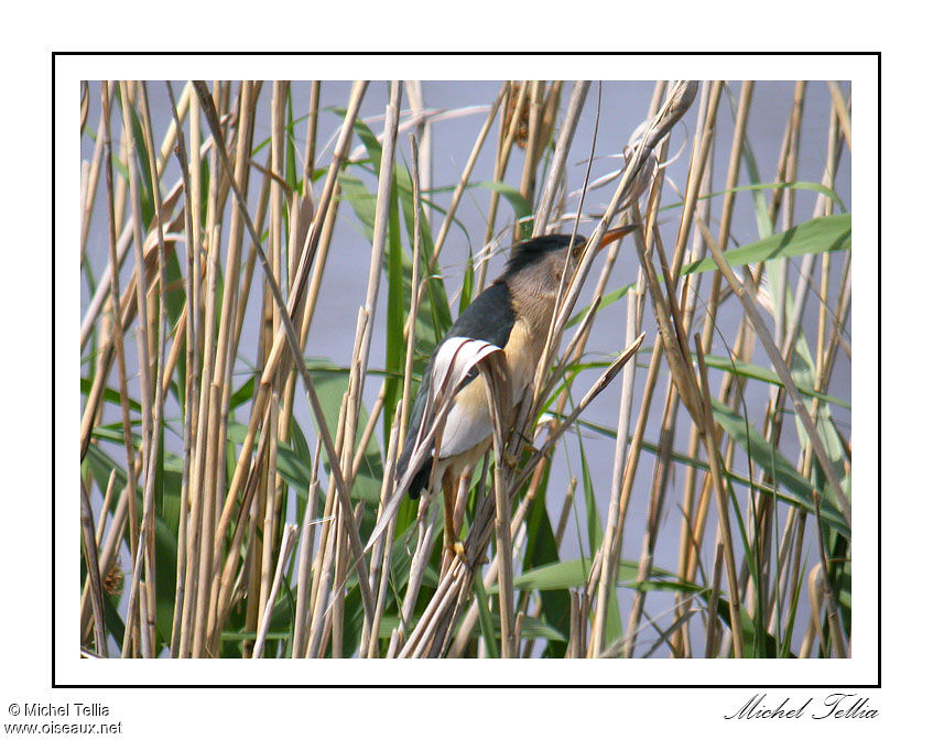 Little Bittern male