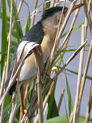 Little Bittern