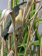 Little Bittern