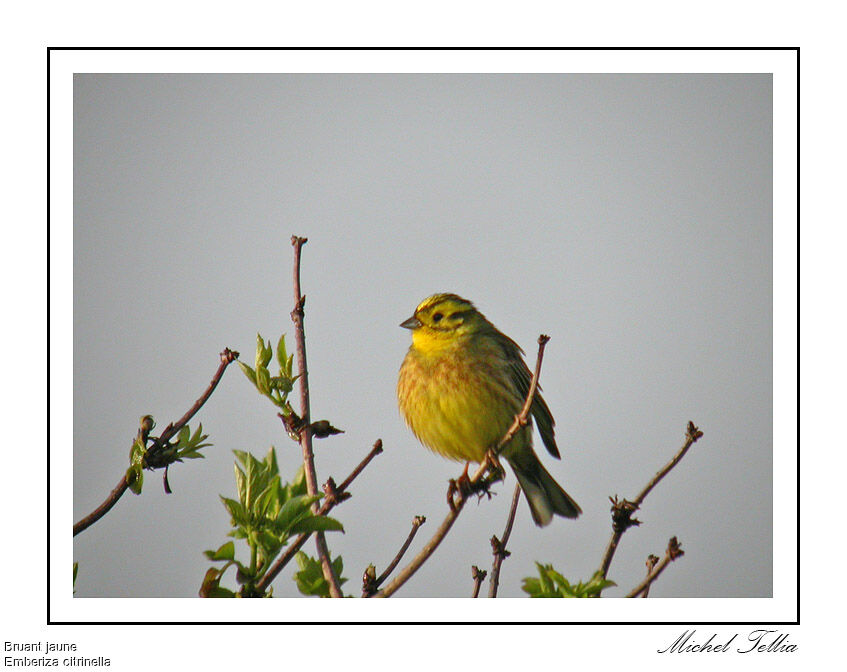 Bruant jaune