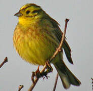 Yellowhammer