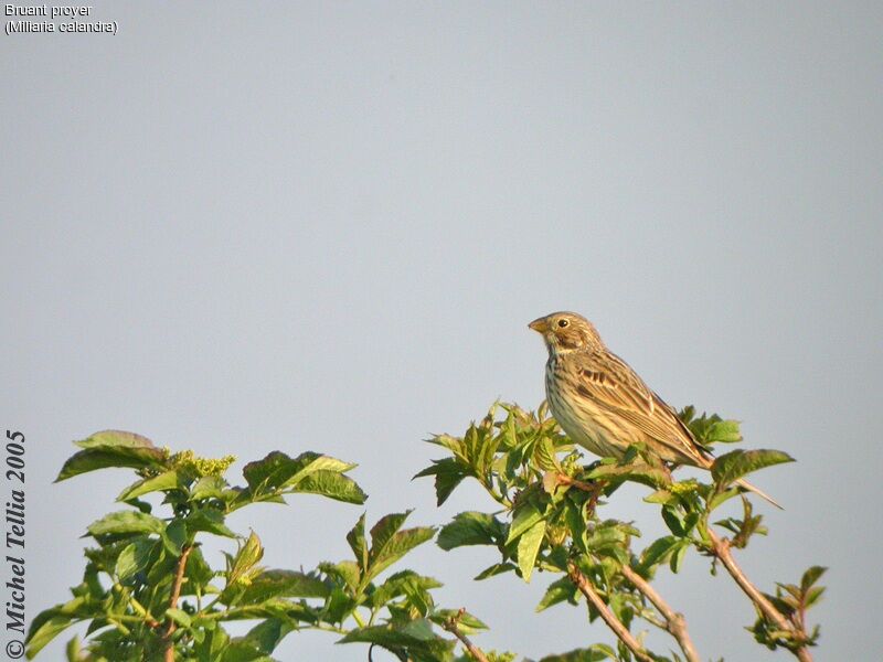 Corn Bunting