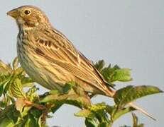 Corn Bunting