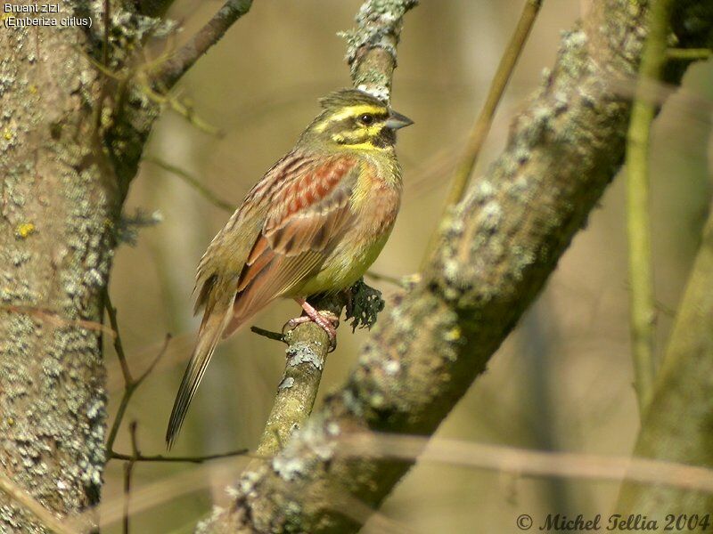 Cirl Bunting