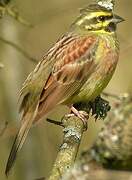 Cirl Bunting