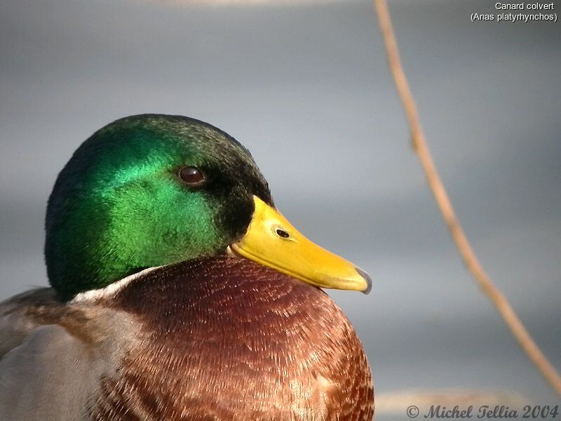 Mallard