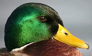 Canard colvert