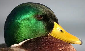 Mallard