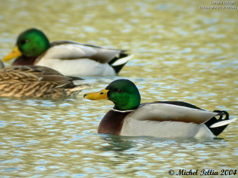 Canard colvert