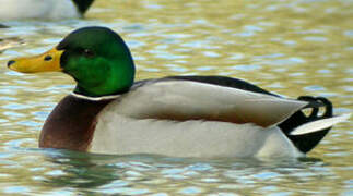 Canard colvert