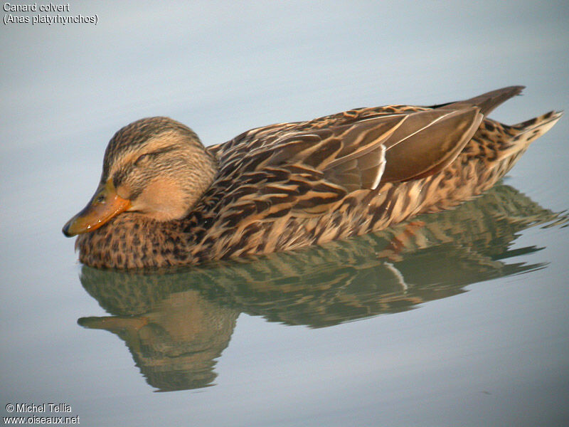 Canard colvert