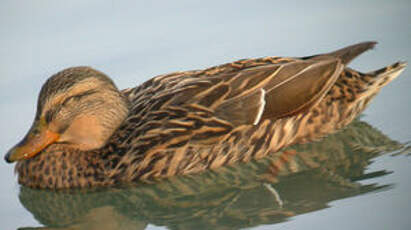 Canard colvert