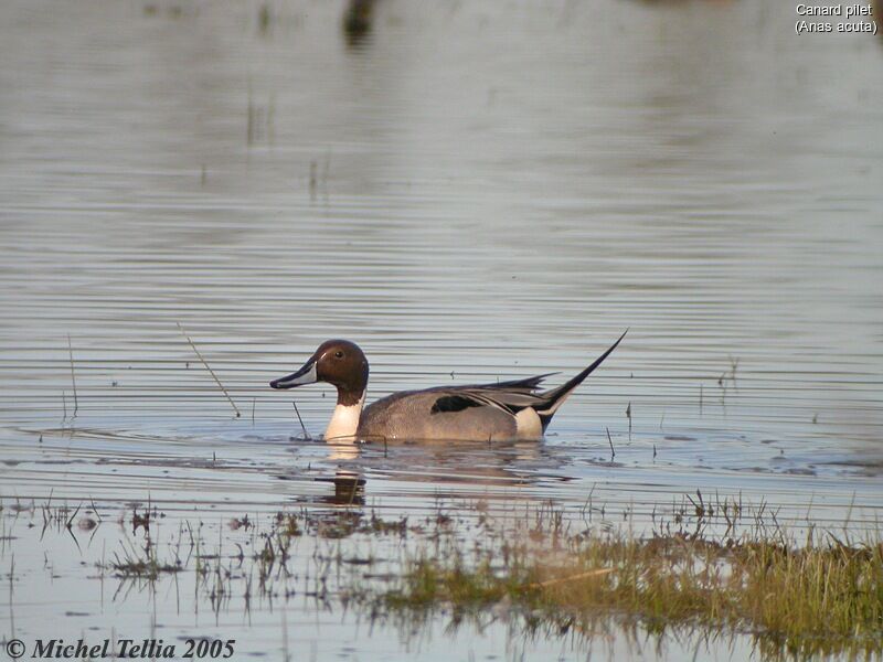 Canard pilet