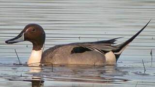 Northern Pintail