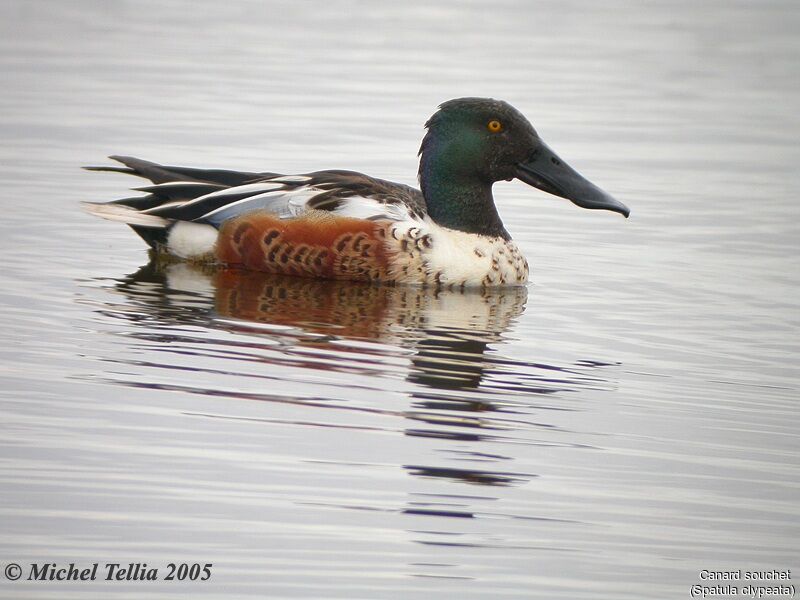 Canard souchet