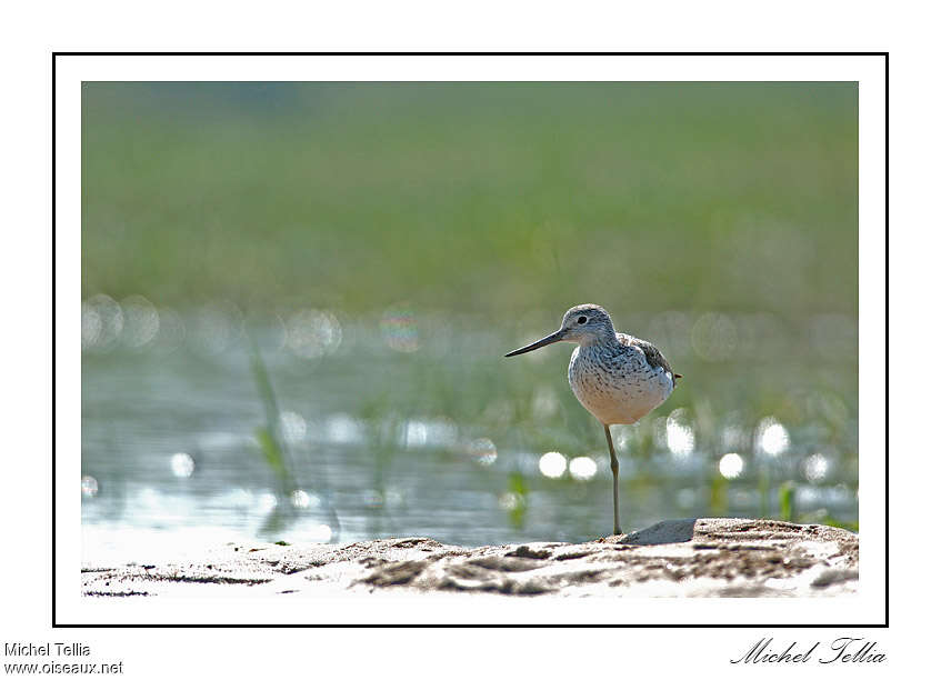 Common Greenshankadult, Behaviour