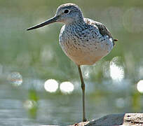 Common Greenshank