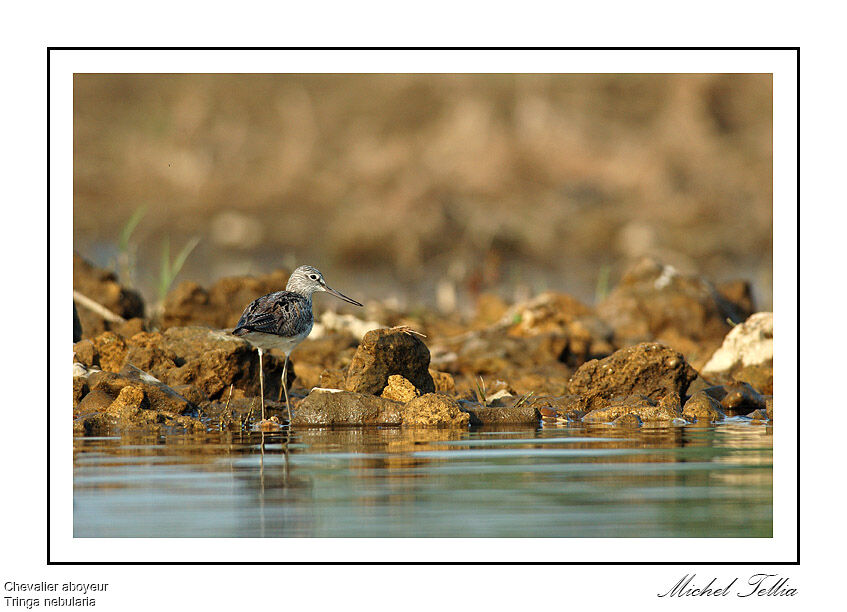 Common Greenshank